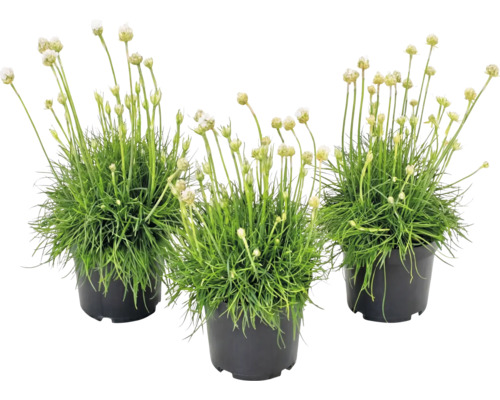 Tre vita triftplantor i svarta plastkrukor med grönt gräsaktigt bladverk och långa blomstjälkar.