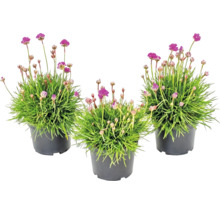 Tre strandtrift Armeria maritima med rosa blommor i svarta plastkrukor.