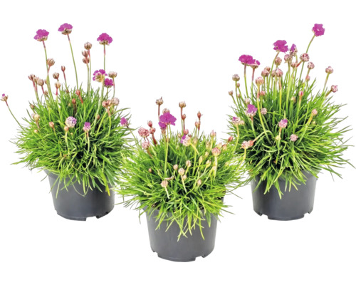 Tre strandtrift Armeria maritima med rosa blommor i svarta plastkrukor.
