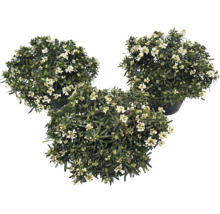Tre blommande Iberis i mörka krukor med vita blommor och gröna blad.