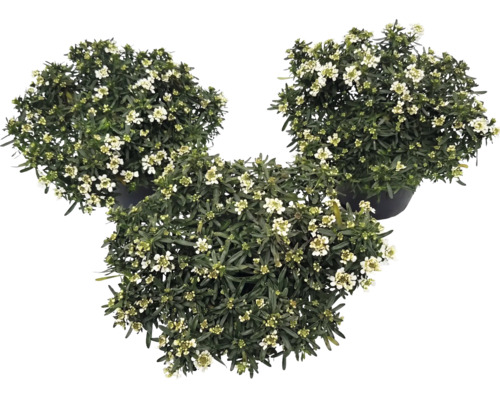 Tre blommande Iberis i mörka krukor med vita blommor och gröna blad.