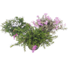 Mossflox Phlox subulata med vita och rosa blommor och nållikt grönt bladverk i planteringskrukor.