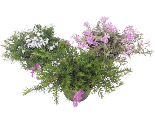 Mossflox Phlox subulata med vita och rosa blommor och nållikt grönt bladverk i planteringskrukor.