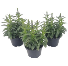 Tre veronika-växter i mörka plastkrukor med gröna blad och upprättstående blomax.