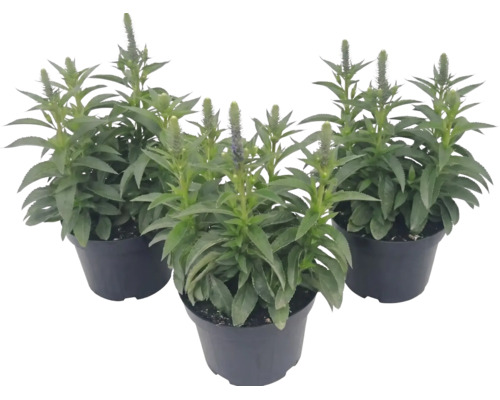 Tre veronika-växter i mörka plastkrukor med gröna blad och upprättstående blomax.