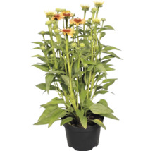 Echinacea solhatt i kruka med gröna blad och orangegula blommor.