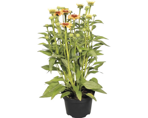 Echinacea solhatt i kruka med gröna blad och orangegula blommor.