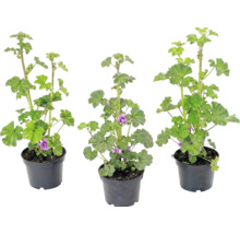 Tre malvaplantor i svarta plastkrukor med gröna blad och lila blommor.