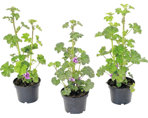Tre malvaplantor i svarta plastkrukor med gröna blad och lila blommor.