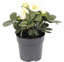 Julros Helleborus niger i grå kruka med vita blommor och gröna blad.