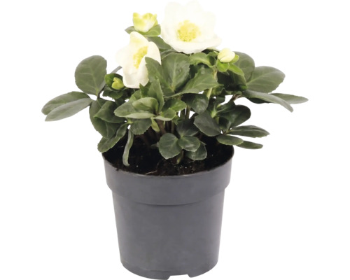 Julros Helleborus niger i grå kruka med vita blommor och gröna blad.