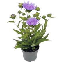 Stokesia laevis stokesia med violetta blommor och gröna knoppar i en grå plastkruka.