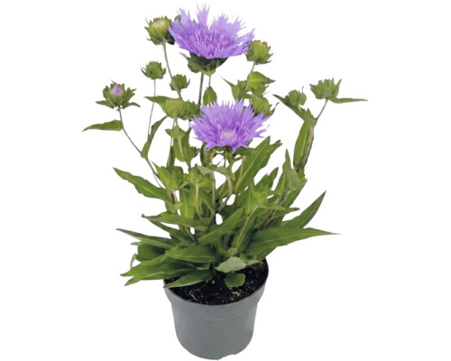 Stokesia laevis stokesia med violetta blommor och gröna knoppar i en grå plastkruka.