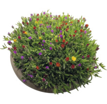 Delosperma isplanta med gröna suckulenta blad och små färgglada blommor i en rund kruka.