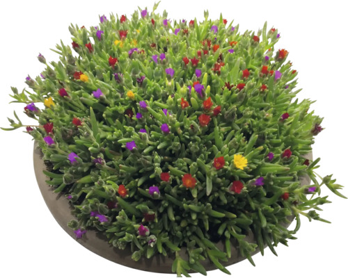 Delosperma isplanta med gröna suckulenta blad och små färgglada blommor i en rund kruka.