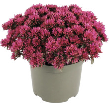 Fetblad Sedum med rosa blommor i en grå plastkruka.