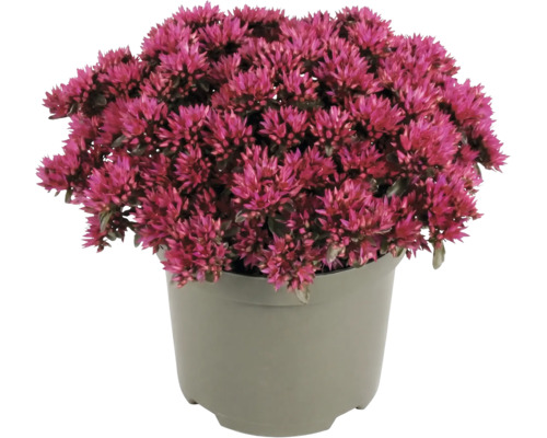 Fetblad Sedum med rosa blommor i en grå plastkruka.