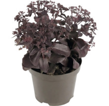 Kärleksört Sedum med mörka blad i en plastkruka.