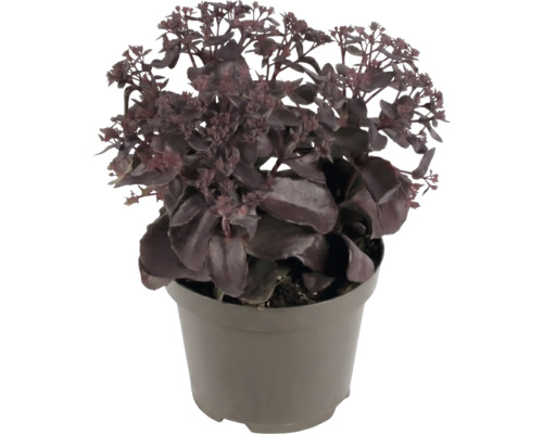 Kärleksört Sedum med mörka blad i en plastkruka.