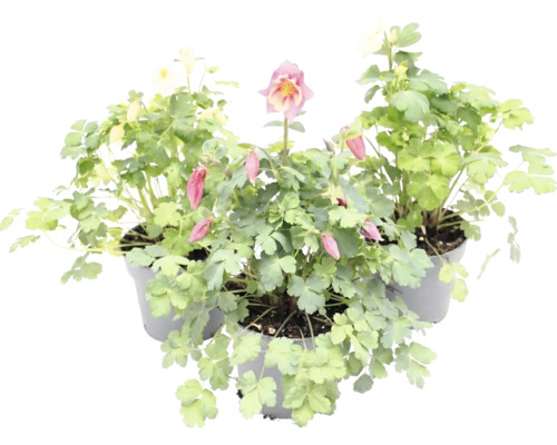 Akleja Aquilegia i krukor med gröna blad och blommor.