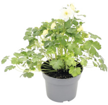 Akleja med vita blommor och gröna blad i en grå plastkruka.
