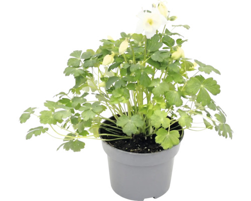 Akleja med vita blommor och gröna blad i en grå plastkruka.