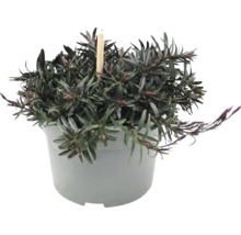 Hebe med mörka blad och blomknoppar i en grå plastkruka.