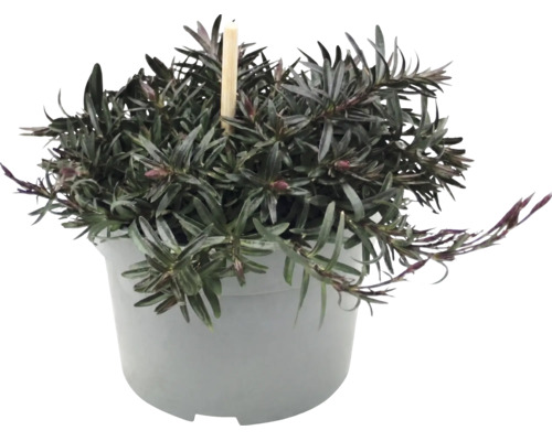 Hebe med mörka blad och blomknoppar i en grå plastkruka.