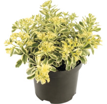 Fetblad Sedum med brokiga blad i en svart plastkruka.