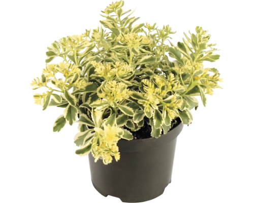 Fetblad Sedum med brokiga blad i en svart plastkruka.