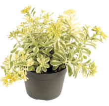 Kamtjatkafetblad Variegatum i kruka med gula blommor och grönvita blad.