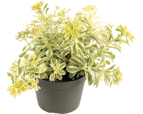 Kamtjatkafetblad Variegatum i kruka med gula blommor och grönvita blad.