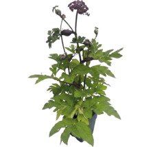 Röd kvanne (Angelica gigas) med gröna blad och mörklila blommor i kruka.