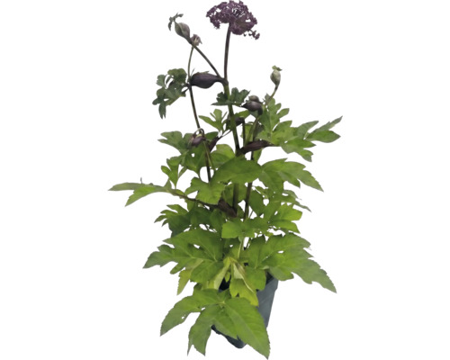 Röd kvanne (Angelica gigas) med gröna blad och mörklila blommor i kruka.