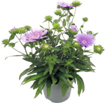 Stokesia laevis i kruka med lila blommor och gröna blad