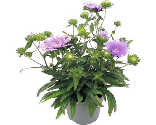 Stokesia laevis i kruka med lila blommor och gröna blad