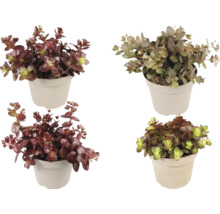 Fyra olika Sedum-växter i ljusa plastkrukor, fetbladsmix med rödaktiga och gröna köttiga blad.