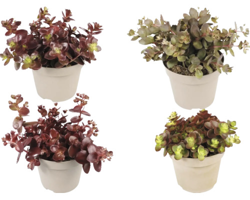 Fyra olika Sedum-växter i ljusa plastkrukor, fetbladsmix med rödaktiga och gröna köttiga blad.