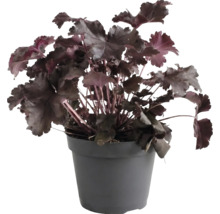 Alunrot Heuchera med mörka blad i en mörkgrå plastkruka.