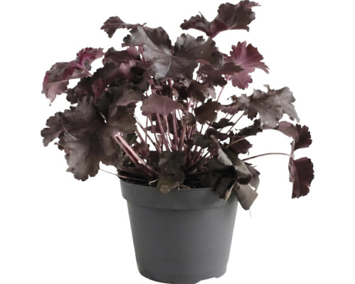 Alunrot Heuchera med mörka blad i en mörkgrå plastkruka.