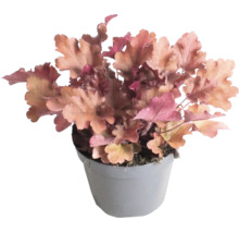 Alunrot Heuchera med persikofärgade blad i grå plastkruka.