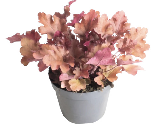 Alunrot Heuchera med persikofärgade blad i grå plastkruka.