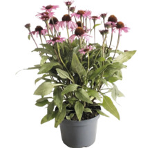 Röd solhatt Echinacea med rosa blommor och gröna blad i en grå kruka.