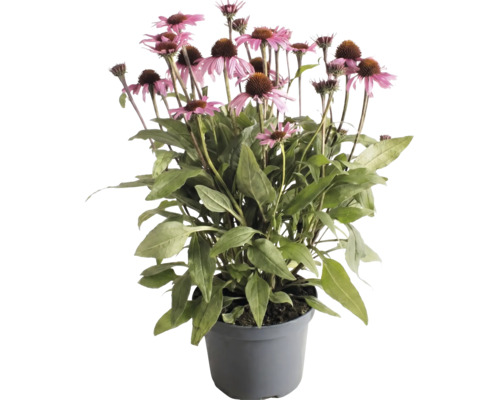 Röd solhatt Echinacea med rosa blommor och gröna blad i en grå kruka.