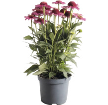 Solhatt Echinacea i grå plastkruka med rosa blommor och gröna blad.