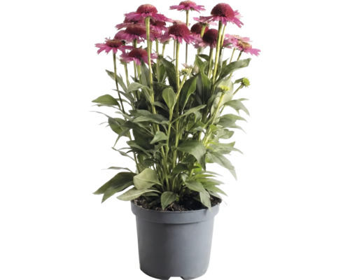 Solhatt Echinacea i grå plastkruka med rosa blommor och gröna blad.