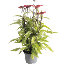 Solhatt Echinacea med röda blommor och gröna blad i en grå plastkruka.