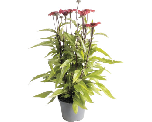 Solhatt Echinacea med röda blommor och gröna blad i en grå plastkruka.