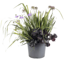Växtarrangemang i grå kruka med lila blommor, mörkt bladverk och högt gräs för trädgårds- och balkongdekoration.
