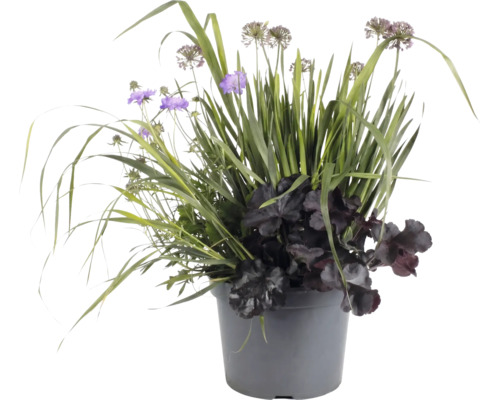 Växtarrangemang i grå kruka med lila blommor, mörkt bladverk och högt gräs för trädgårds- och balkongdekoration.
